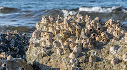 
seashore, reefs, stones, water, sea, shells