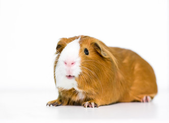 A red and white domestic Guinea Pig on a white background