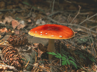 
forest mushroom, autumn time, forest landscape, fly agaric, forest in autumn