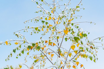 Obraz premium Fantastic sunny autumn morning with frost and snow on last leafs