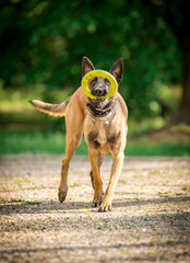 Owczarek belgijski podczas zabawy © nitka_zaplatana