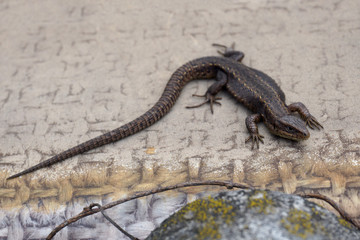 An ordinary fast lizard warms up in warm weather.