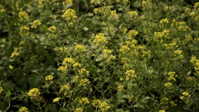 Rapeseed field in bloom on a cloudy day.