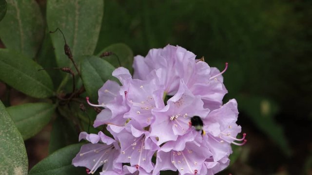 Bumblebees busy pollinating rhododendrons blooming in springtime.