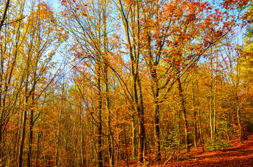 Horizontal photography of the autumn trees with colorful fall leaves. Autumn forest, fall foliage. Blue sky above the tree branches. Season of the year. Autumnal landscape.