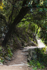 Path and truck in the nature
