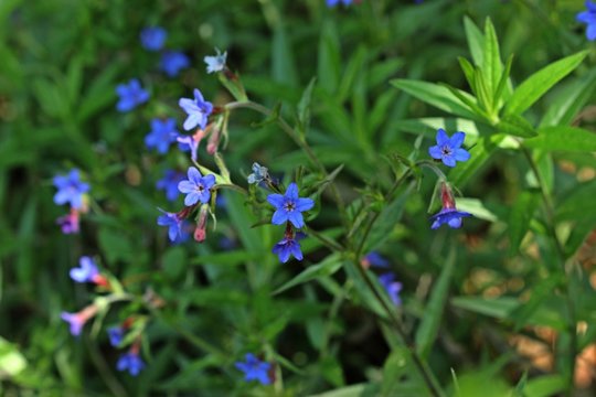 Blauroter Steinsame (Aegonychon purpurocaeruleum)
