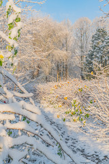 Fantastic sunny autumn morning with frost and snow on last leafs