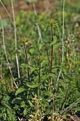 Rauer Alant oder Rauhaariger Alant (Pentanema hirtum)