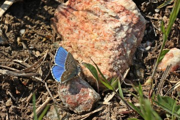 Hauhechel-Bläuling (Polyommatus icarus).leckt Mineralien an Gipsgestein