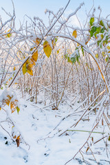 Fantastic sunny autumn morning with frost and snow on last leafs