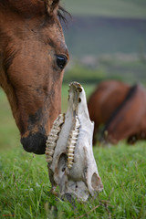 Naklejka premium mare and skull