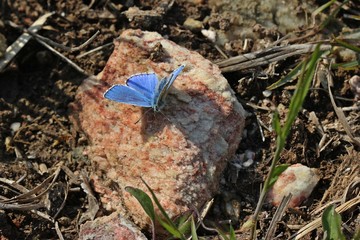 Hauhechel-Bläuling (Polyommatus icarus).leckt Mineralien an Gipsgestein