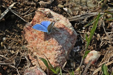 Hauhechel-Bläuling (Polyommatus icarus).leckt Mineralien an Gipsgestein