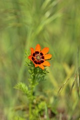 Sommer-Adonisröschen (Adonis aestivalis)