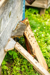 Beekeeping, beekeeper at work, bees in flight