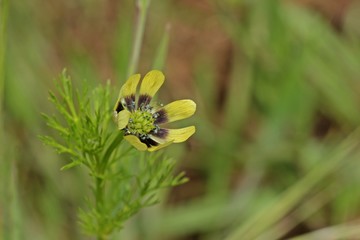 Gelbe Farbvariante des Sommer -Adonisröschens (Adonis aestivalis)