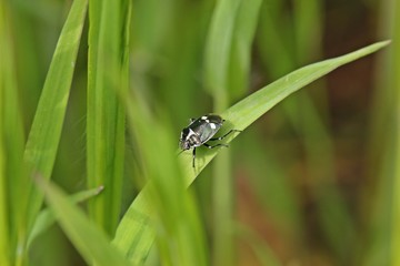  Kohlwanze (Eurydema oleraceum)