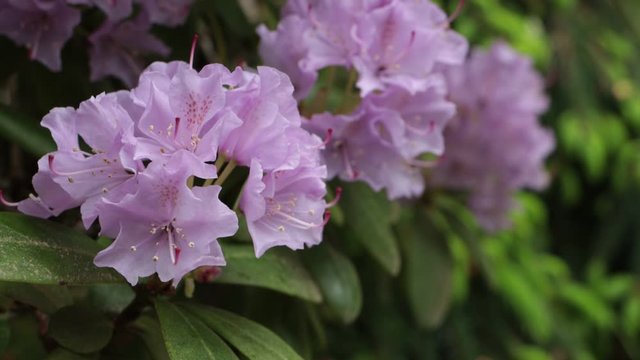 Bumblebees busy pollinating rhododendrons blooming in springtime.