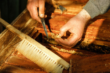 A beekeeper checks the beehives in the bee-garden by pulling out the individual frames and examining them carefully, apiculture concept