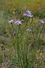 Rote Schwarzwurzel (Podospermum purpureum)