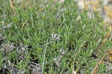 Berg-Gamander (Teucrium montanum)