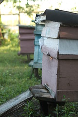 bee hives in the forest