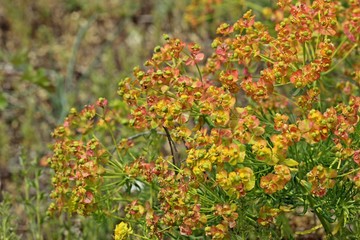 Fototapeta premium Blühende Zypressen-Wolfsmilch (Euphorbia cyparissias)