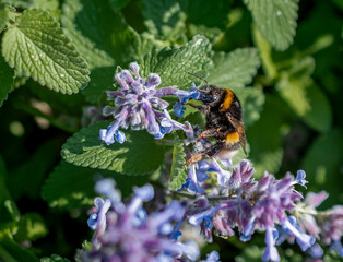 
bumblebee, flower, pollination, pollen gathering, nature, spring, close-up