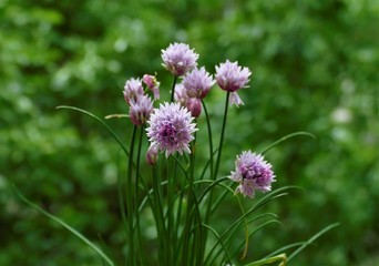 Wild onion purple flower on the balcony