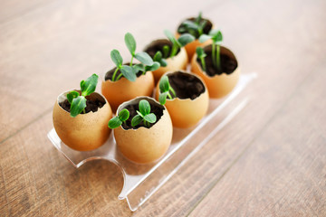 A photo of blossoming cucumber seedling, small sprouts in the egg shell with soil. Seed germination. Selective soft focus.