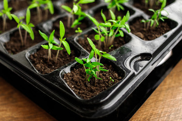 Young green tomato seedling in seedling tray, close up, plants in plastic cells, organic gardening