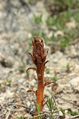 Knospende Sommerwurz (Orobanche)