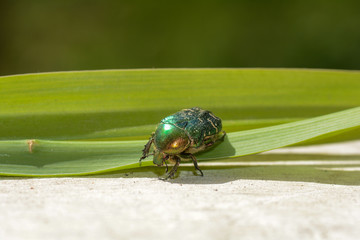 Shining rose beetle on a leaf