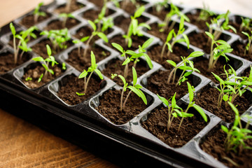 Young green tomato seedling in seedling tray, close up