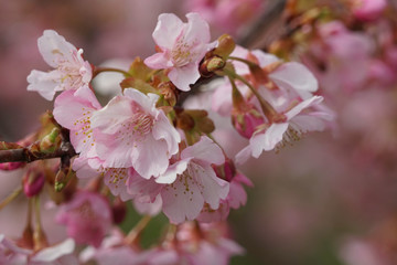 ピンク色の河津桜の花