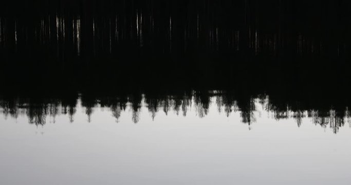 reflection of the treetops in the water, carved landscape, tranquility and pacification of nature, water ripples
