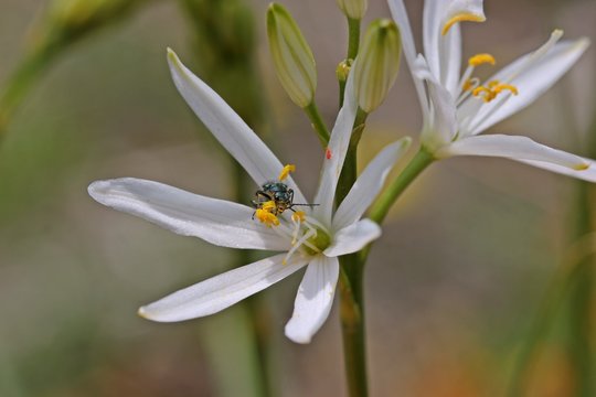 Zweifleckiger Zipfelkäfer (Malachius bipustulatus) auf Astloser Graslilie (Anthericum liliago)