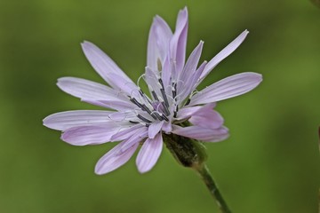 Rote Schwarzwurzel (Podospermum purpureum)