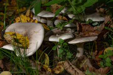 mushroom in the forest