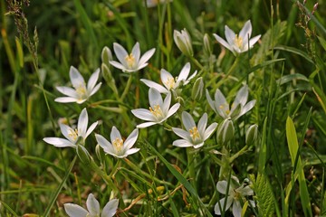 Dolden-Milchstern (Ornithogalum umbellatum)