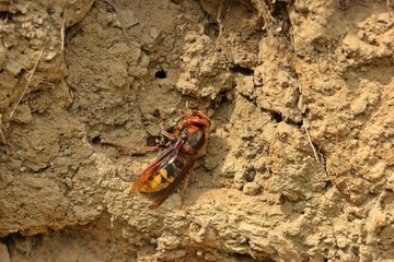 Hornisse (Vespa crabro)