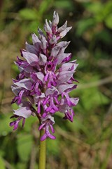 Helm-Knabenkraut (Orchis militaris).