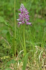 Helm-Knabenkraut (Orchis militaris).