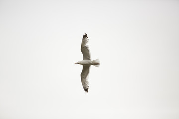 Seagull flying in the sky