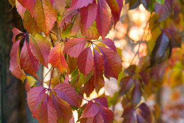 Fototapeta na wymiar red leaves of wild grapes