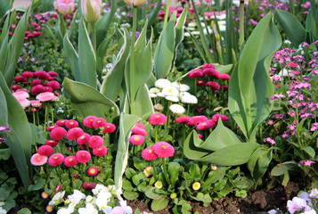 Lawn with a lot of beautiful flowers in the park
