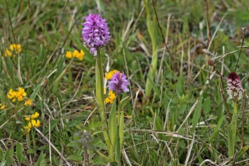 Dreizähniges Knabenkraut (Neotinea tridentata) und Brand-Knabenkraut (Neotinea ustulata) nebeneinander.
