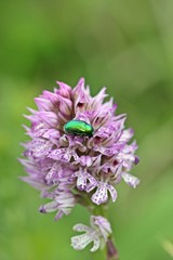 Seidiger Fallkäfer (Cryptocephalus sericeus) auf Dreizähnigem Knabenkraut (Neotinea tridentata).