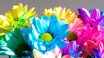 Multi-colored chrysanthemums on a plain background. Bouquet of chrysanthemums, beautiful flowers.